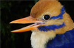 A Scientist Found a Bird That Hadnt Been Seen in 50 Years, Then Killed it. Heres Why.